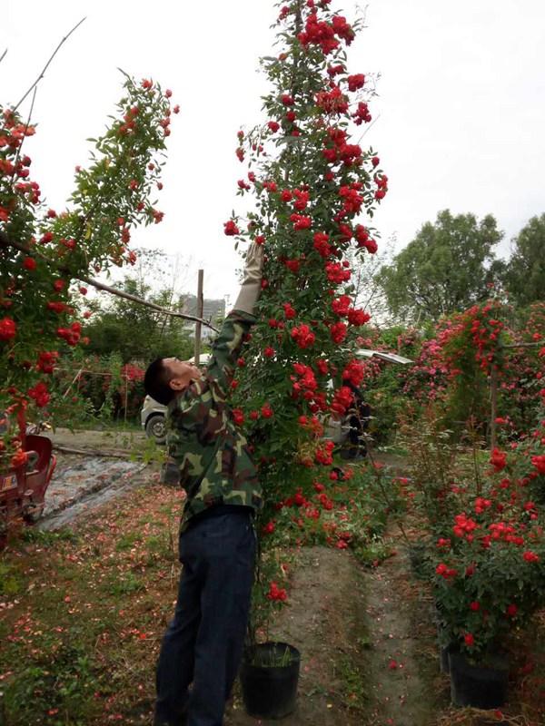 紅色龍沙寶石（紅龍）Red Eden Rose