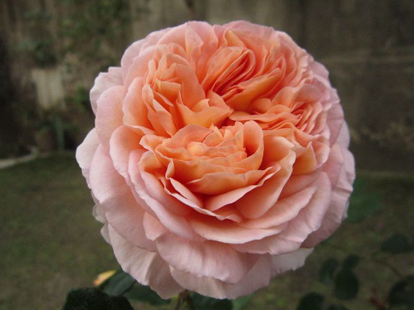 亞伯拉罕·達(dá)比（Abraham Darby）