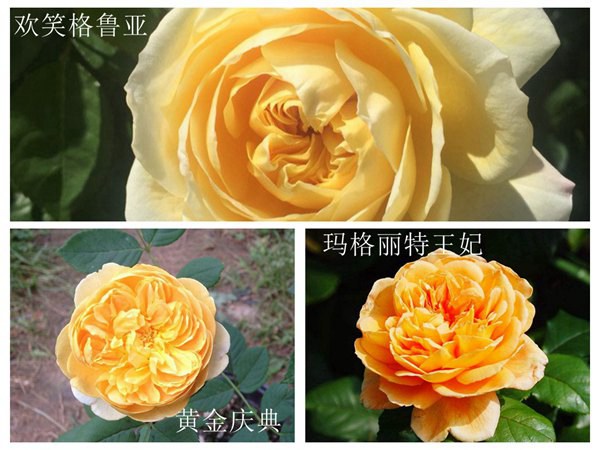 黃金慶典、歡笑格魯亞和瑪格麗特王妃怎么區(qū)分