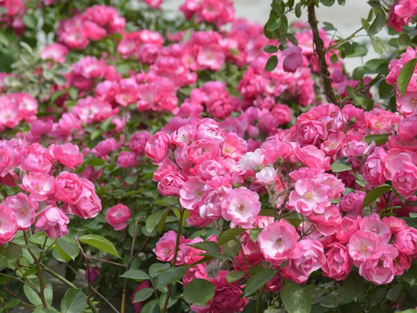 安吉拉花期，一年開幾季花？