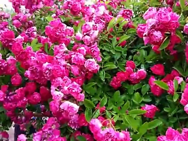 [海棠薔薇]海棠薔薇花期_優(yōu)缺點(diǎn)