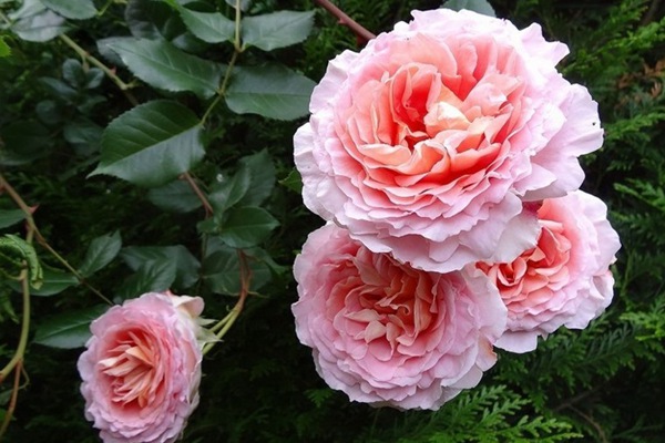 亞伯拉罕·達(dá)比（Abraham Darby）