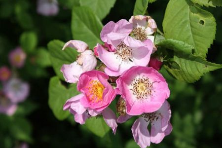 粉團薔薇(cathayensis)