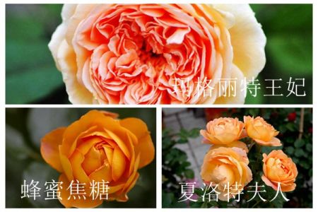 蜂蜜焦糖、夏洛特夫人和瑪格麗特王妃的區(qū)別