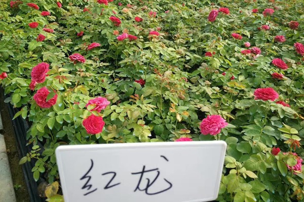 紅色龍沙寶石（紅龍）Red Eden Rose