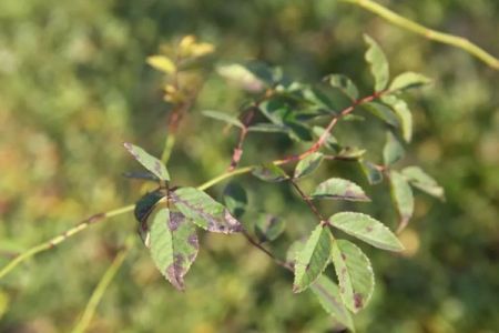 夏季月季黑斑病高發(fā)期，花友要注意防治！