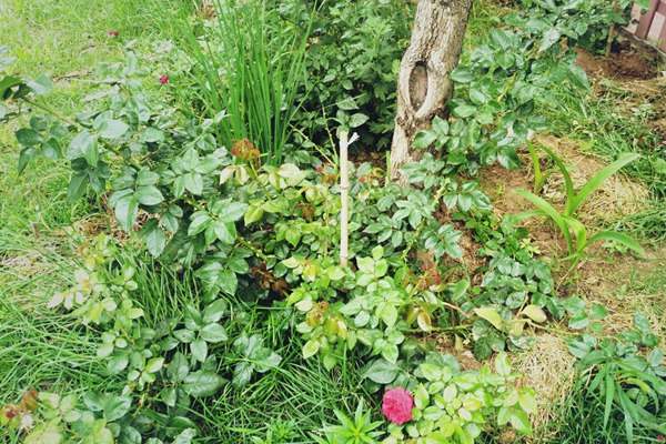 月季邊上可以種些花花草草嗎？