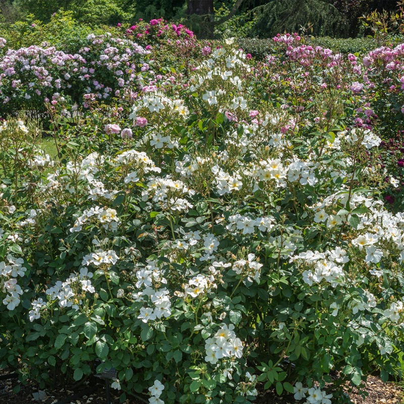 邱園(Kew Garden)