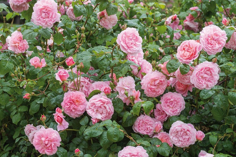 藤本月季一年開幾次花