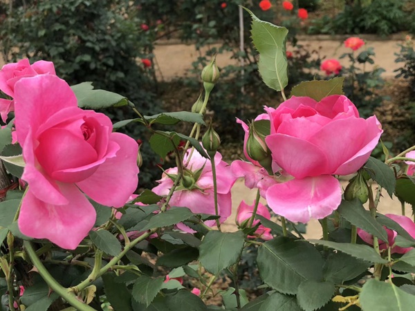 這樣的一個月季花園就問你想不想要?