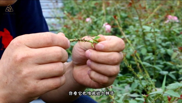 初夏吸花要當(dāng)心，你聞到的可能不是花香，而是薊馬