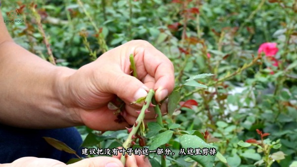 初夏吸花要當(dāng)心，你聞到的可能不是花香，而是薊馬