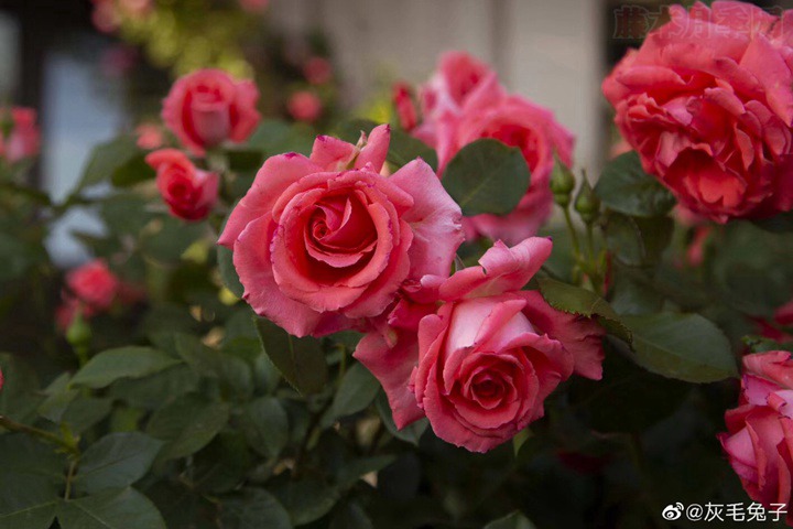 花友灰毛兔子的月季花園圖賞