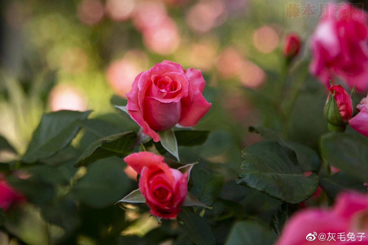 花友灰毛兔子的月季花園圖賞