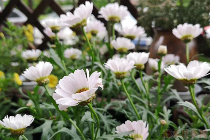 花友掃地大叔的月季花園圖賞