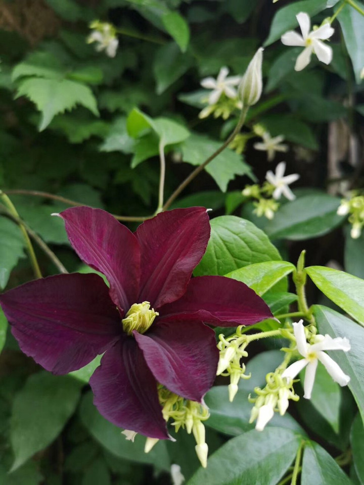 花友掃地大叔的月季花園圖賞