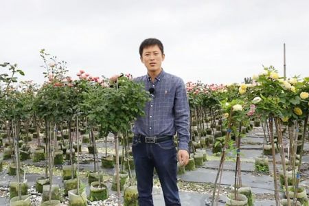 復花全靠剪，樹狀月季春季花后修剪攻略