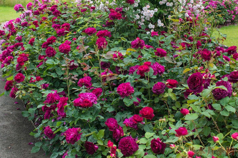 達(dá)西布塞爾 Darcey Bussell