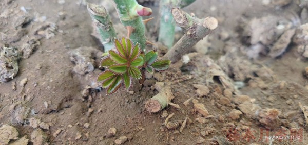 月季小白購買種植初體驗(yàn)