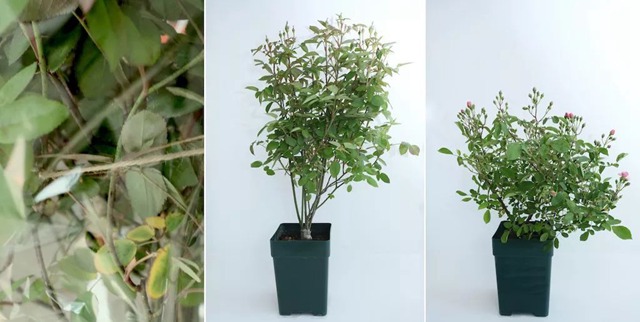 陽(yáng)臺(tái)種植藤本月季花柱，從零開(kāi)始打造實(shí)錄