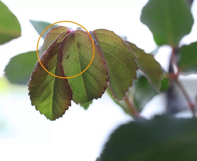 陽(yáng)臺(tái)種植藤本月季花柱，從零開(kāi)始打造實(shí)錄