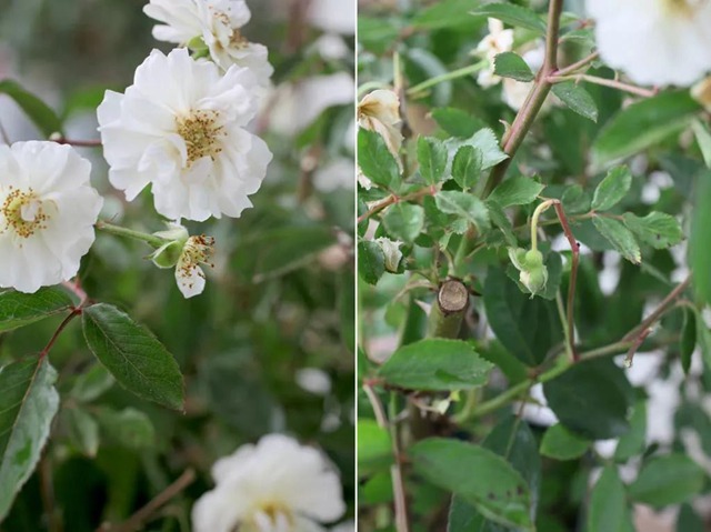 陽(yáng)臺(tái)種植藤本月季花柱，從零開(kāi)始打造實(shí)錄