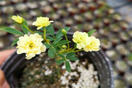 黃木香幾年可以開(kāi)花，黃木香怎樣才能多開(kāi)花呢(圖文)