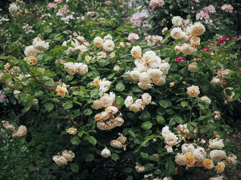 月季黑斑、紅蜘蛛、白粉病的日常防治技巧