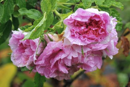 圖解！玫瑰Rosa Rugosa及雜交玫瑰系列Hybrid Rugosa介紹