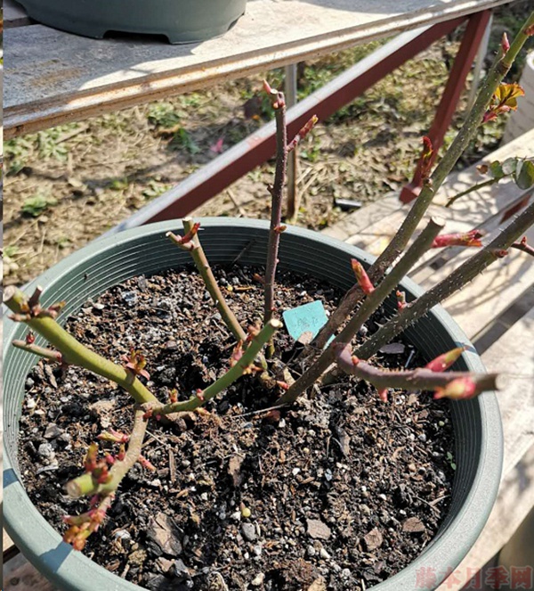 月季怎樣抹芽？這幾類芽一定要抹掉！