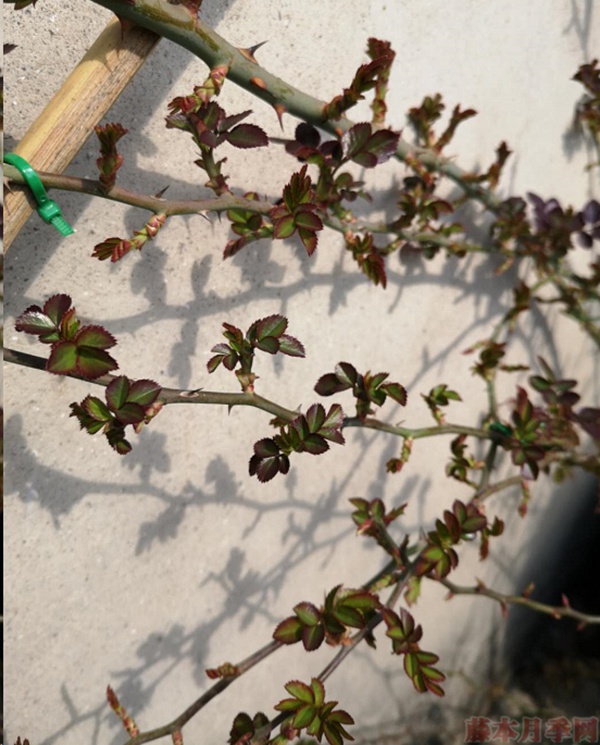 月季怎樣抹芽？這幾類芽一定要抹掉！