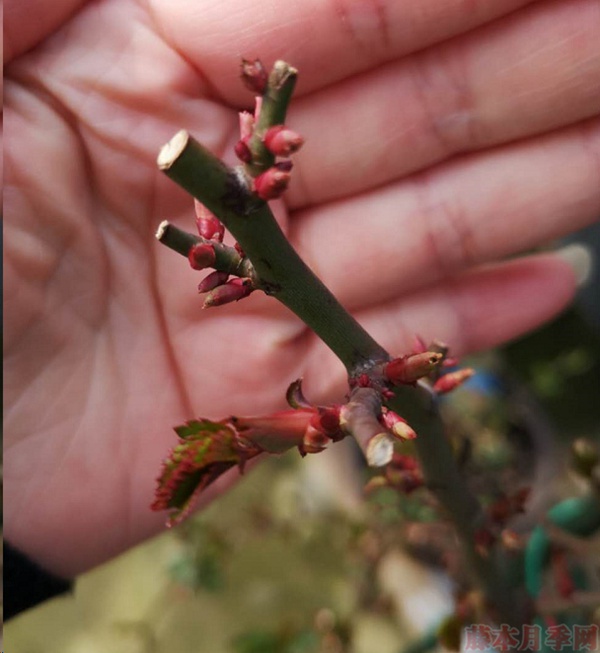 月季怎樣抹芽？這幾類芽一定要抹掉！