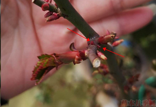 月季怎樣抹芽？這幾類芽一定要抹掉！