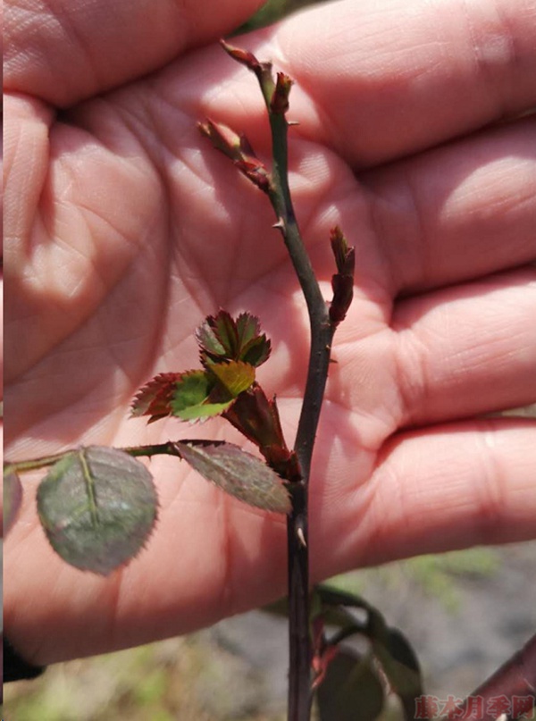 月季怎樣抹芽？這幾類芽一定要抹掉！