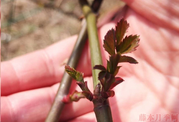 月季怎樣抹芽？這幾類芽一定要抹掉！