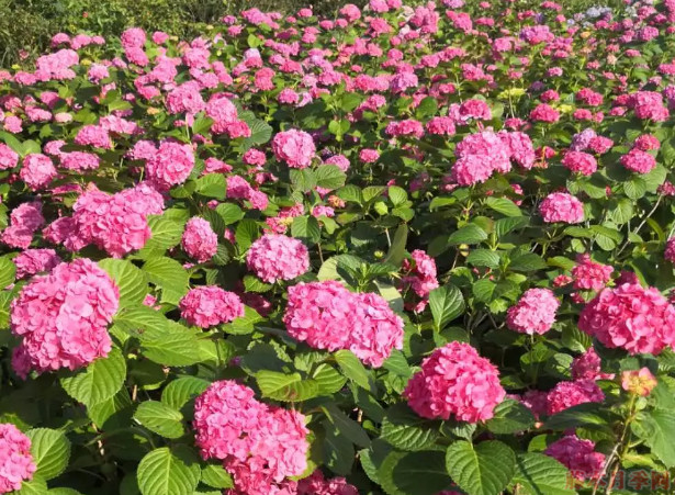 繡球花的養(yǎng)殖方法和注意事項(xiàng)