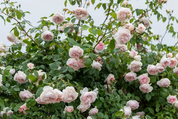 月季開(kāi)花老垂頭怎么辦,是什么原因