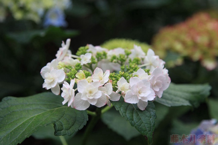 繡球花如何測土配方施肥?