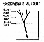 第三類修剪方式（強(qiáng)剪）： 強(qiáng)度修剪，保留2至3對芽的高度 （約20-50厘米）。