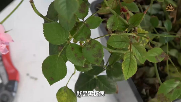 6月白粉病,黑斑病,紅蜘蛛高發(fā)期，如何來進行防治？