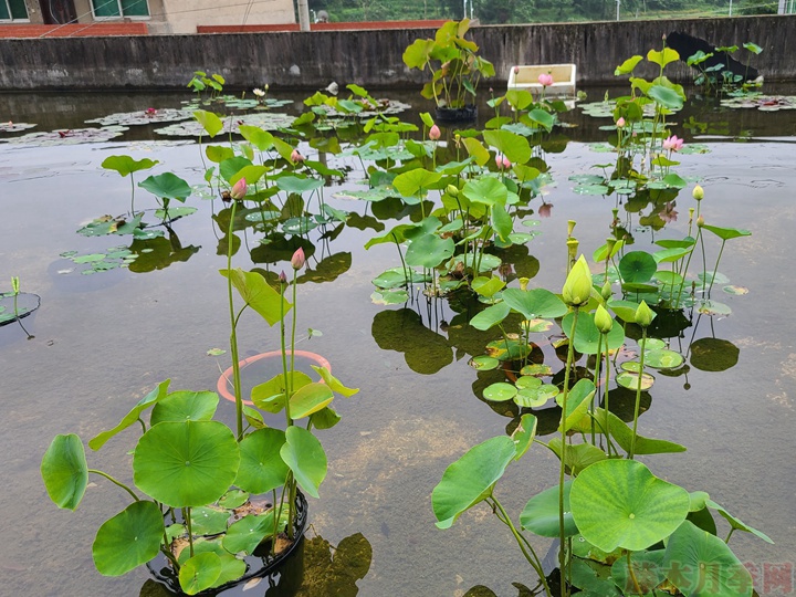 碗蓮為什么不開花，碗蓮不開花的原因有哪些？