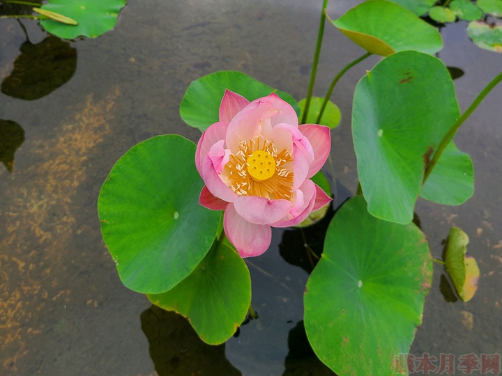 碗蓮為什么不開花，碗蓮不開花的原因有哪些？