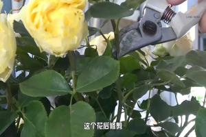 6月白粉病,黑斑病,紅蜘蛛高發(fā)期，如何來進行防治？