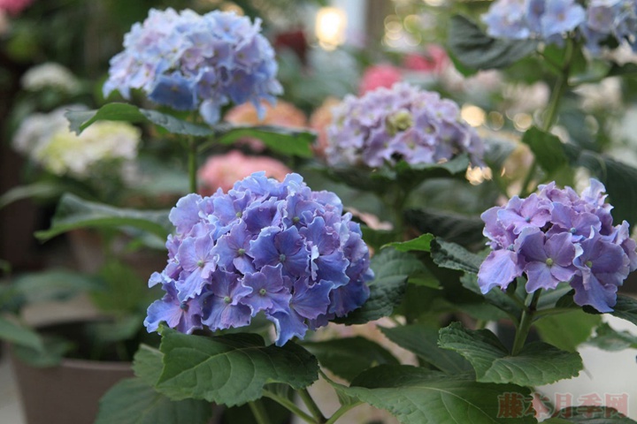 繡球花適合什么時(shí)候換盆