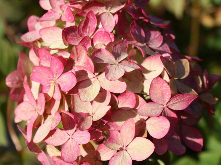 繡球花適合什么時(shí)候換盆