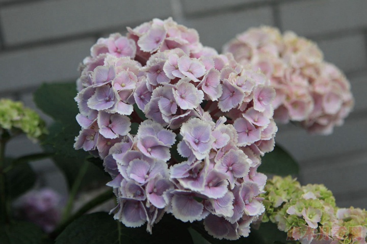 繡球花適合什么時(shí)候換盆