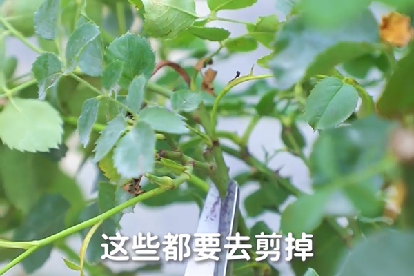 要想月季開得好，月季花后修剪少不了