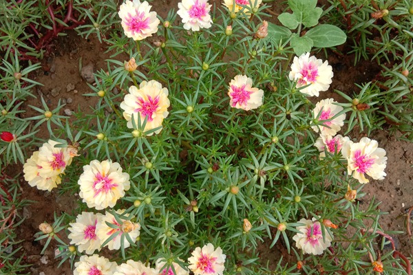 重瓣太陽(yáng)花種植方法全過(guò)程