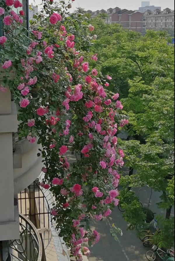 適合陽臺種植的垂吊藤本月季品種推薦