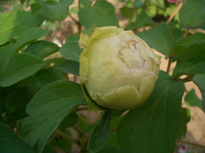 洛陽牡丹花期多長時(shí)間,什么時(shí)候去賞花好？